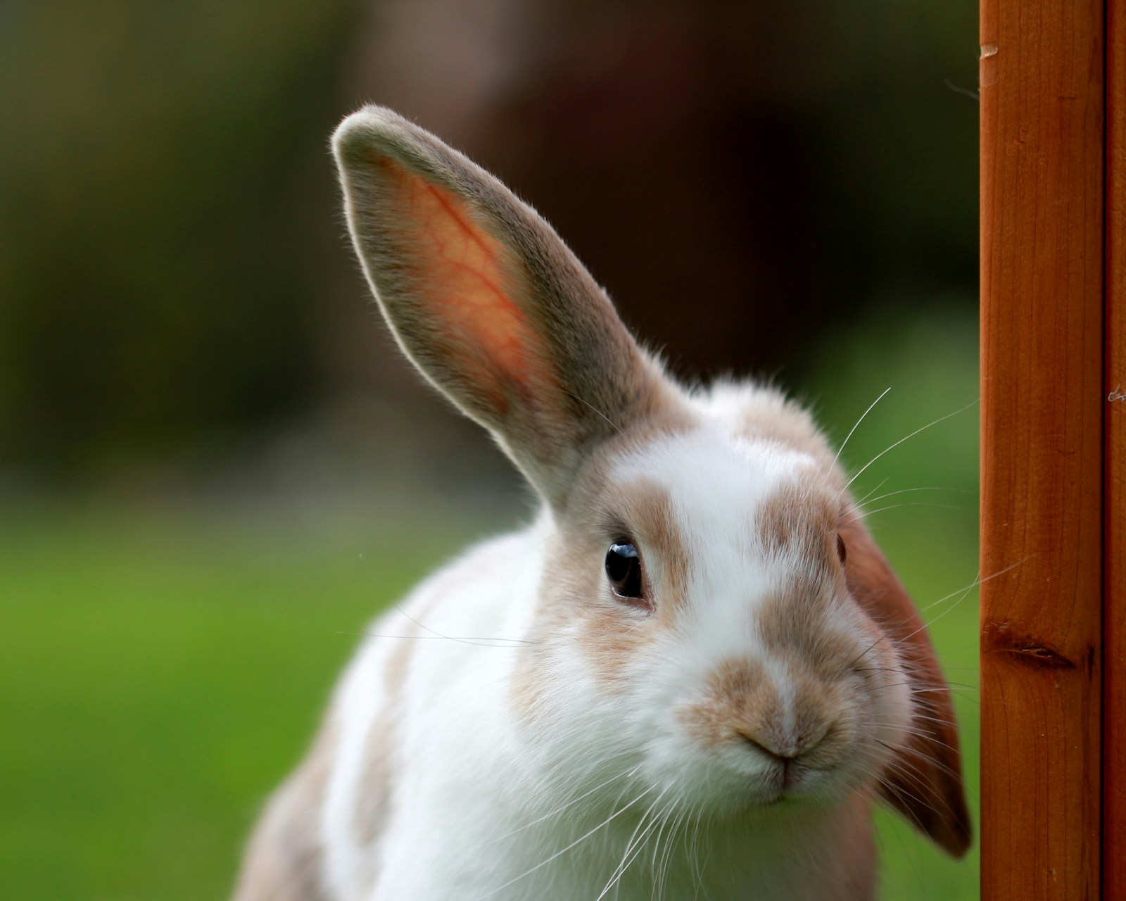 This beautiful mini-lop joined our family after the Christchurch earthquakes. He was named Radar because one ear always stood up!